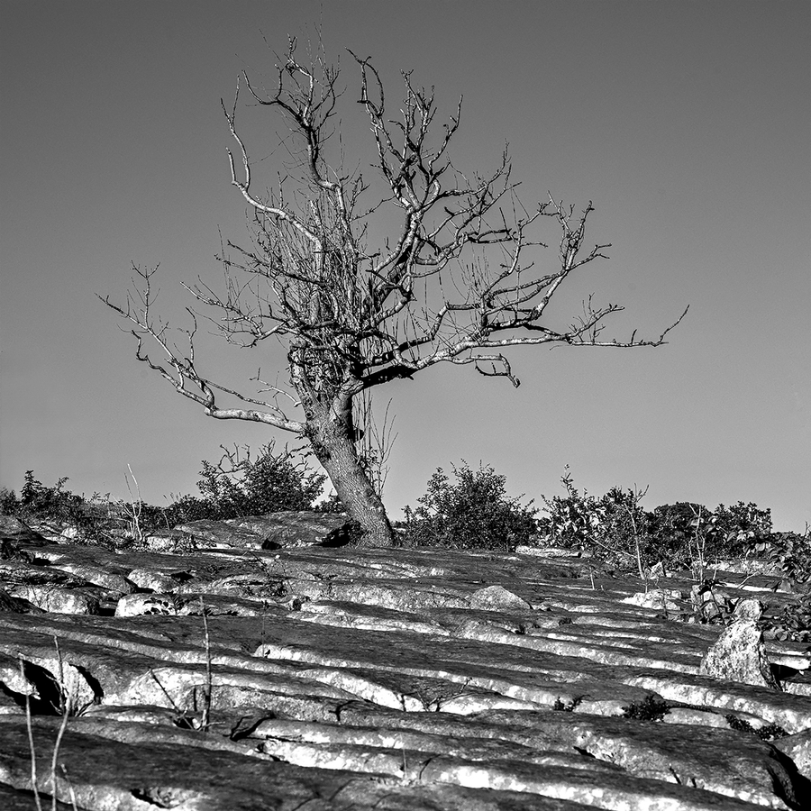 Lone Tree, Farleton - Steve Bird